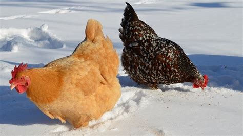 cold hardy breeds of chickens